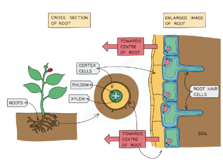 Root Hair Cells